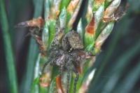 Araneus sturmi