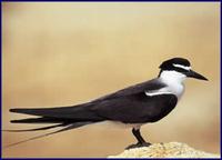 Bridled Tern- Sterna anaethetus