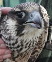 Peregrine Falcon (Falco peregrinus)