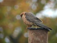 Red-footed Falcon (Falco vespertinus)