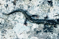 : Aneides vagrans; Wandering Salamander