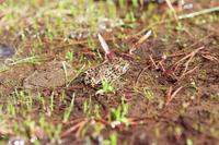 : Bufo canorus; Yosemite Toad