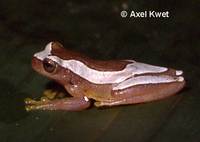 : Dendropsophus elegans