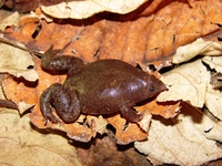 : Myersiella microps; Rio Elongated Frog