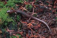 : Plethodon stormi; Siskiyou Mountain Salamander