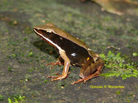 : Rana warszewitschii; Brilliant Forest Frog