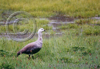 : Chloephaga picta; Upland Goose