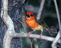 : Foudia eminentissima; Red-headed Fody