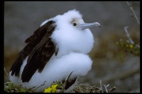 : Fregata minor; Great Frigatebird