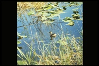 : Podilymbus podiceps; Pied-billed Grebe