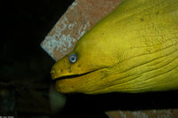 : Gymnothorax funebris; Green Moray Eel