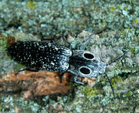 : Alaus oculatus; Eastern Eyed Click Beetle