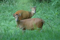 : Caphalophus natalensis; Natal Red Duiker