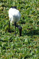 : Threskiornis aethiopica; Sacred Ibis