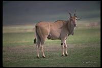 : Taurotragus oryx; Cape Eland