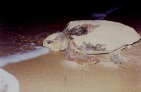 : Caretta caretta; Loggerhead