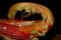 : Aphis gossypii; Green Aphid