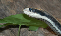 : Hydrodynastes gigas; False Water Cobra