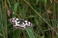 : Melanargia galathea