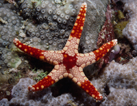 : Fromia monilis