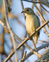 Scarlet-backed Flowerpecker  ( Juvenile)