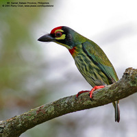 Coppersmith Barbet Scientific name - Megalaima haemacephala