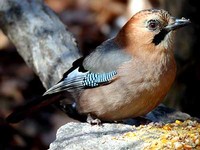 어치 Garrulus glandarius | jay