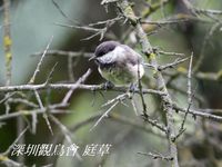 Parus montanus Willow Tit 褐頭山雀 088-053