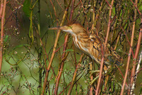 Yellow Bittern 黄斑葦鳽