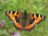 Nældens takvinge (Aglais urticae)