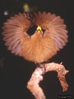 Victoria's Riflebird