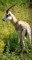 고와 - 거위목영양 Gazella subgutturosa. Goitered gazelle