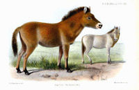 Joseph Smit Equus prjevalski