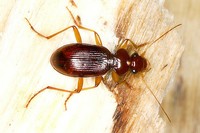 Leistus ferrugineus