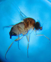 Phorid Fly