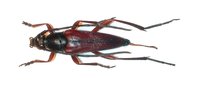 Pedostrangalia emmipoda