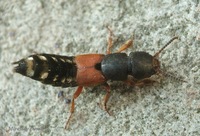 Platydracus stercorarius