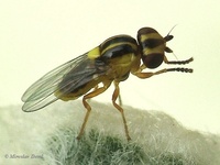 Thaumatomyia glabra