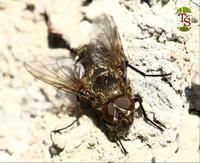 Pollenia rudis - Cluster Fly