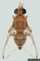 Bactrocera zonata