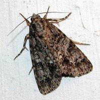 Acronicta rumicis - Knot Grass