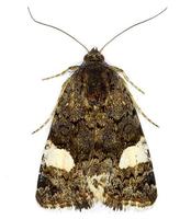 Tyta luctuosa - The Four-spotted