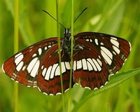 Neptis rivularis - Hungarian Glider