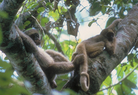 Northern muriqui (Brachyteles hypoxanthus)