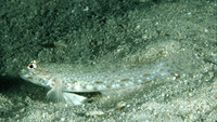 Istigobius rigilius, Rigilius goby: