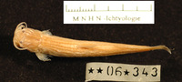 Paramphilius trichomycteroides, :