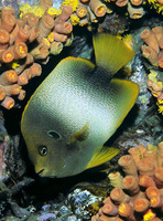 Holacanthus africanus, Guinean angelfish: aquarium