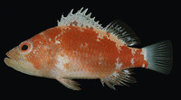 Plectranthias gardineri, :