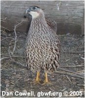 Erckel's Francolin, Francolinus erckelii