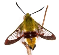 Hemaris fuciformis - Broad-bordered Bee Hawk-moth